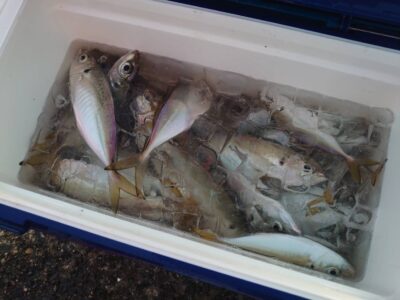 <p>旧一文字赤灯　先端内向き　足元サビキで小〜中アジ！暗い時間は小アジとサバが多め、明るくなってから中アジが増えたようです。</p>