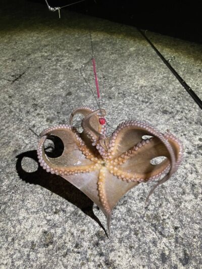 <p>上垣内様　沖の北　カレイ狙いの投げ仕掛けにタコ🐙</p>