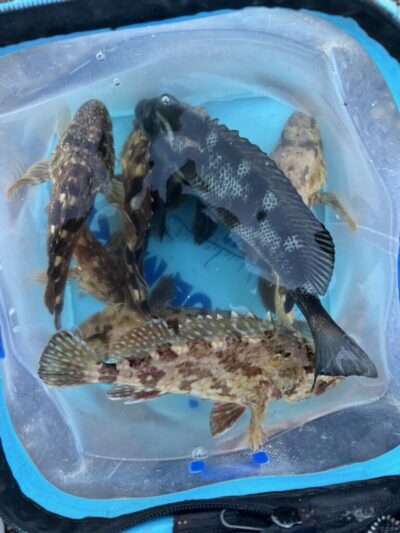 <p>レジェンド山本　旧一文字赤灯〜2番外向き　虫へっと+青イソメでガシラ！暗い時間はけっこう釣れたそうです。明るくなるとフグが沢山…。カレイは見つけられず…。</p>