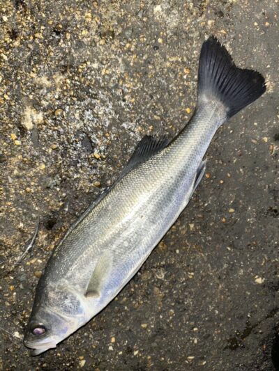 <p>福山様　沖の北　エビ撒き釣りでハネ！</p>