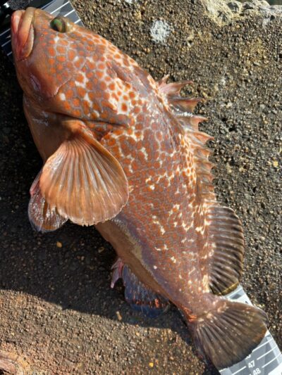 <p>福山様　アコウ46.5cm別撮り</p>