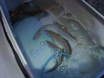 <p>旧一文字赤灯　先端内向き　昨日と違ってかなり渋いようでした。1番船から7時までで数匹…。</p>