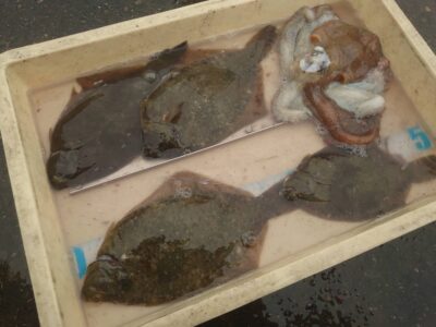 <p>緒方様　沖の北　投げ釣りでカレイ！投げ仕掛けに1kgのタコもヒット！</p><p>今日は最奥よりは10〜15ブロックくらい手前のところが良かったみたいです。</p>