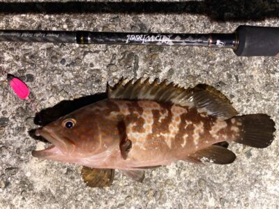 <p>釣れない猫様　沖の北　ハヤブサ　エサスプーンでアコウ！</p>