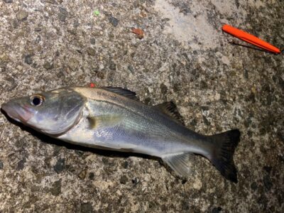 <p>釣れない猫様　沖の北　投げ釣りでセイゴ！餌取り多いようです。</p>
