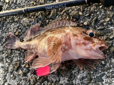 <p>釣れない猫様　ハヤブサ　エサスプーンでガシラ！</p>