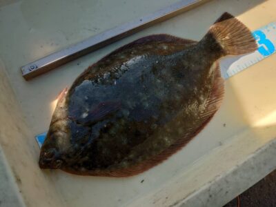 <p>廣瀬様　沖の北　投げ釣りでカレイ！餌取りが多いようです。</p>