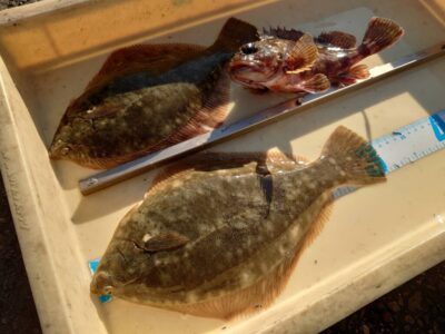 <p>久斗様　沖の北　投げ釣りでカレイとガシラ！</p>