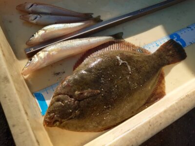 <p>岩田様　沖の北　投げ釣りでキスとカレイ！</p>