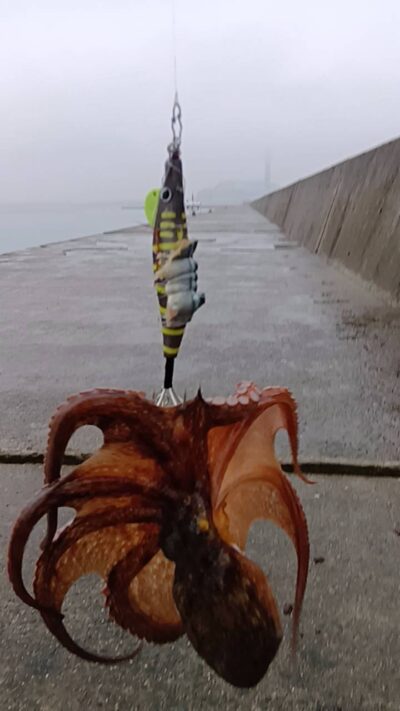 <p>にったこ様　沖の北　タコエギで良型タコ🐙</p>