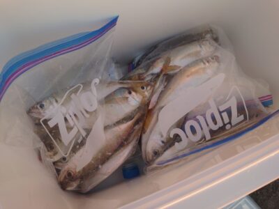 <p>旧一文字赤灯　先端内向き　足元サビキで中アジ！好調キープ♪</p>