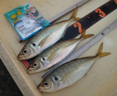 <p>マックススタッフ池田さん　旧一文字赤灯　アジングで25cmのアジ！サビキでも釣れてたんですが昨日より少なめでした。</p>