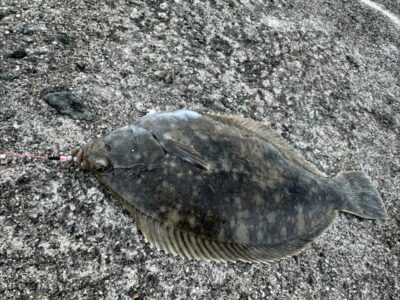 <p>赤坂様　沖の北外向き　投げ釣りでカレイ！白いフェンスから7ブロックくらいのところで</p>