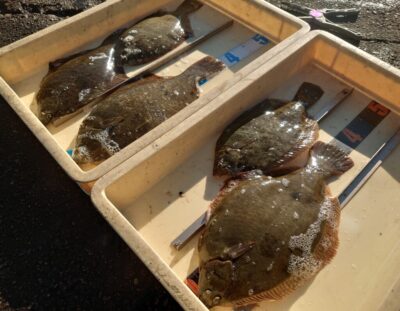 <p>上垣内様　沖の北　投げ釣りで38cmまでのカレイ5枚！最後に釣れたのが8時半との事。15mくらい前。</p>