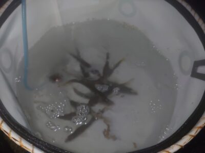 <p>沖の北内向き　足元サビキで小アジ！暗い時間から釣れてました。まだ大丈夫です。例年通りですとそろそろマイワシも…。</p>