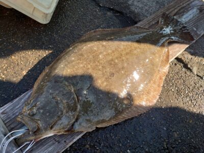 <p>上垣内様　ヒラメ別撮り　大迫力♪</p>