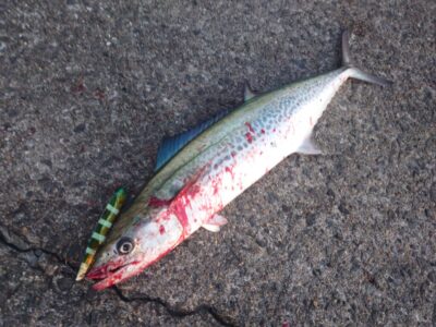 <p>沖の北　ビッグバッカーでサゴシ！7時頃にヒット！</p>