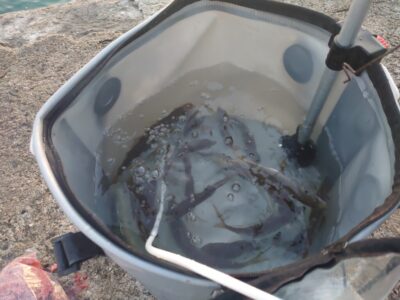 <p>沖の北内向き　足元サビキで小アジ！たまにマイワシも。まだ現地調達可能です。</p>