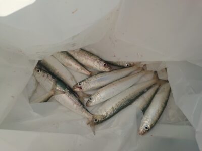 <p>速報！　沖の北内向き　足元サビキでマイワシ！8時頃から急に釣れ出したそうです♪</p>