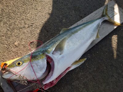 <p>上川様　沖の北　飲ませ釣りでブリ90cm！9時頃にヒット！</p>