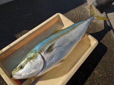<p>沖の北　飲ませ釣りでブリ！</p>