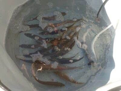 <p>沖の北のアジ情報　日の出頃にパラっと釣れてすぐに止まってしまったようです。先端に行ったり、オイルフェンスに行ったりとちょっとアジを探さないといけなくなってきました。</p>