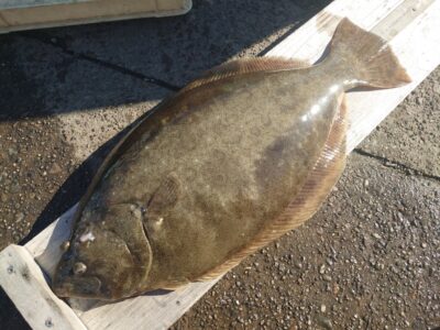 <p>ヒラメ別撮り　61.5cm！</p>