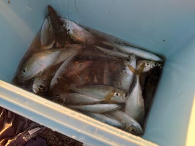 <p>三好様　旧一文字赤灯　先端内向き　足元サビキで小〜中アジ！7時半便で様子を見に行った時もまだ中アジがかかってました。</p>