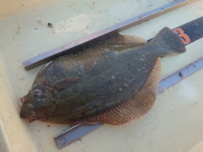 <p>合田様　沖の北　投げ釣りでカレイ！</p>