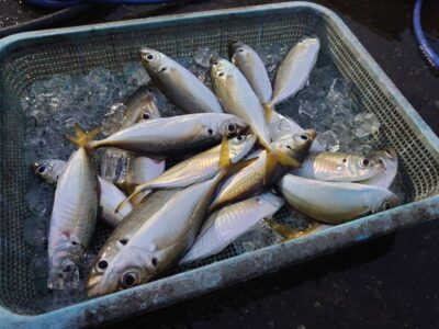 <p>旧一文字赤灯　先端内向き　足元サビキで小〜中アジ！他にサバなど</p><p>今日はウィリーサビキが良かったです。</p>