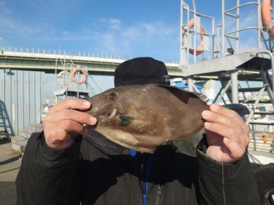 <p>芝様　沖の北　ウマヅラハギ！</p>