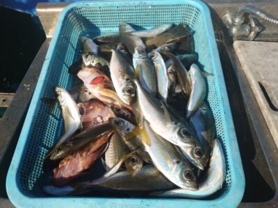 <p>川原様　旧一文字赤灯　先端内向き　足元サビキで小〜中アジ！昨日と同じで暗い時間は小アジ・サバが多め、明るくなってから中アジって感じでした。8時半頃まで釣れたそうです。</p>