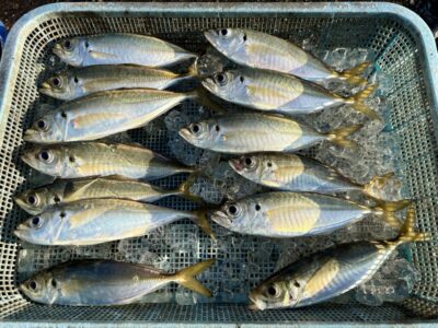 <p>レジェンド山本　旧一文字赤灯　サビキ釣り　竿下で良型アジ🎣</p>