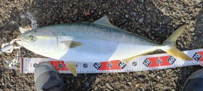 <p>ヒ〜〜様　沖の北(芝横) 呑ませ釣りでメジロ🎣  その後　血抜き作業中に海へリリース🐟👋</p>