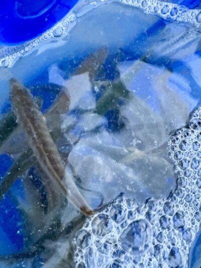 <p>沖の北先端方面　今日もアジ釣れていました🐟</p>