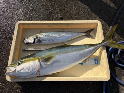 <p>だいすけ様　沖の北　アジ飲ませでメジロ🎣ショアジギでサゴシもGET✨</p>