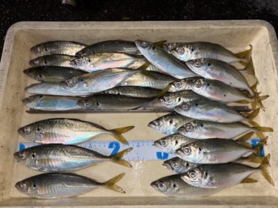 <p>レジェンド山本 旧一文字赤灯 15時〜17時 サビキ釣り(竿下) アジ24.5cmまで多数🎣サバもいますので中アジ狙いの方は出来るだけ重たいカゴ(20号推奨)を使って下さいね✨</p>