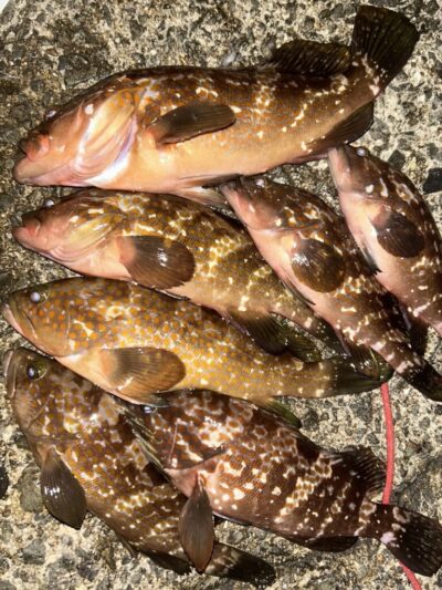 <p>福山様　沖の北　エビ撒き　アコウ7匹(全てリリース)🎣</p>