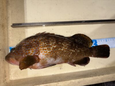 <p>吉村様　旧一文字赤灯　エビ撒き　アコウ36cm🎣</p>