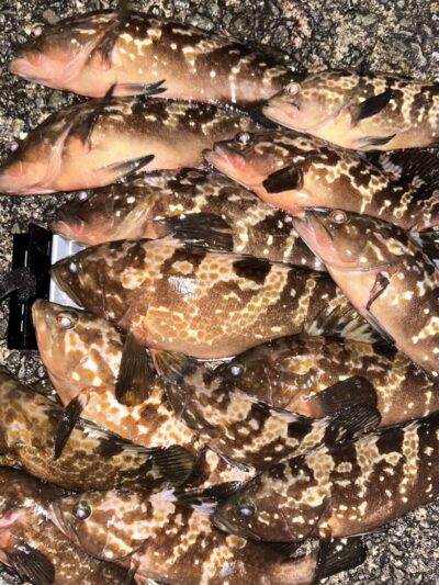 <p>福山様　沖の北外向き　エビ撒き　アコウ多数🎣全てリリース♪♪</p>