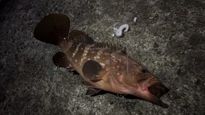 <p>💈向井様🚰　沖の北　アジ飲ませ　アコウ✨6時半頃にヒット♪♪</p>