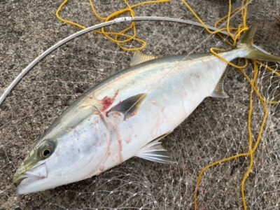 <p>山出様　沖の北　アジ飲ませ　メジロ🎣7時前にヒット♪♪</p>