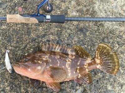 <p>釣れない猫様　沖の北　ジャックアイ＝フリフリバイブ　アコウ✨7時ごろにヒット♪♪</p>