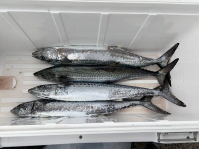 <p>ちゅれないばぶ様　沖の北　ショアジギ　サゴシ4匹🎣</p>