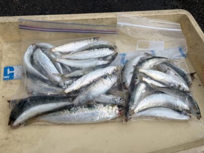 <p>月曜釣り倶楽部　西森様　沖の北　サビキ釣り　マイワシ🎣8時前から釣れ出してました！！</p>