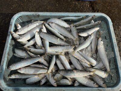 <p>沖の北　サビキ釣り　8時〜9時まで　マイワシ多数🎣飲ませの餌にも最適です🙆</p>