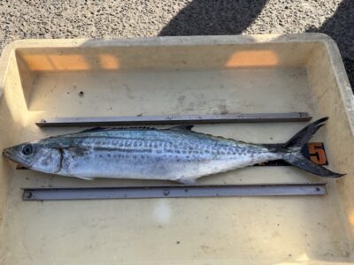 <p>太田様　沖の北　ショアジギ　サゴシ🎣</p>