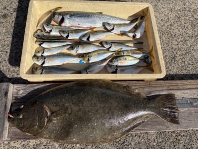 <p>小谷様　沖の北　ショアジギでサゴシ🎣サビキ釣りでアジ24cmまで多数♪♪飲ませではヒラメ64cmを GET✨</p>
