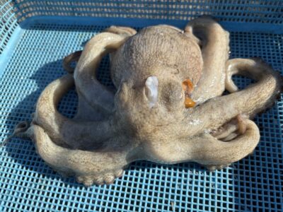 <p>アドレンジャー3号様　沖の北　アジ飲ませでマダコ🐙</p>