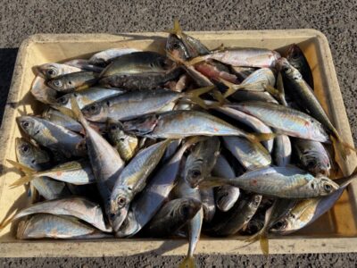 <p>大西様　旧一文字赤灯　サビキ釣りでアジ25cmまで大漁✨7時前ぐらいから外向きの竿下で連発との事でした♪♪</p>